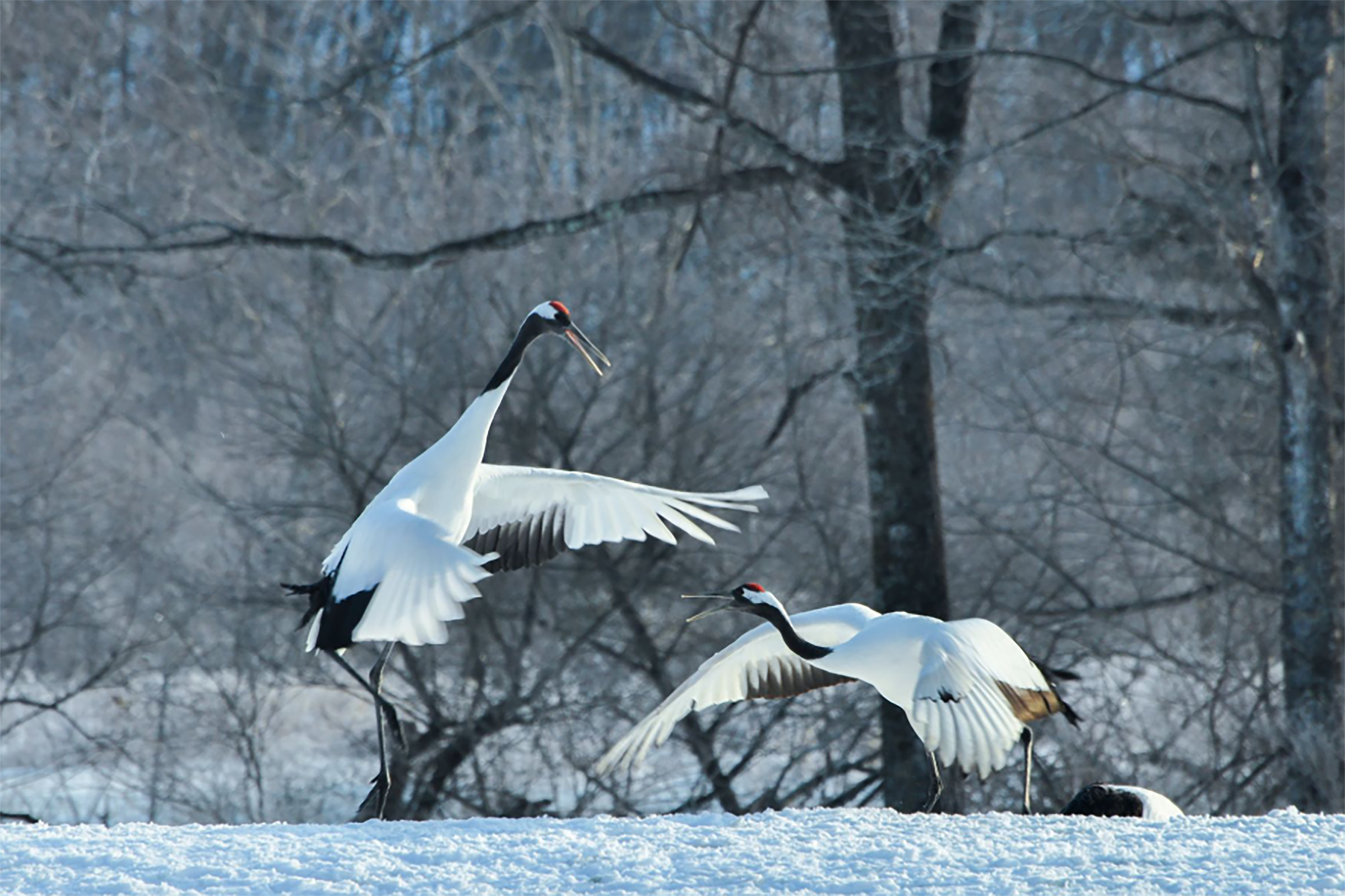 タンチョウスペシャリストと一緒に行くタンチョウ観察と森スノーシューツアー