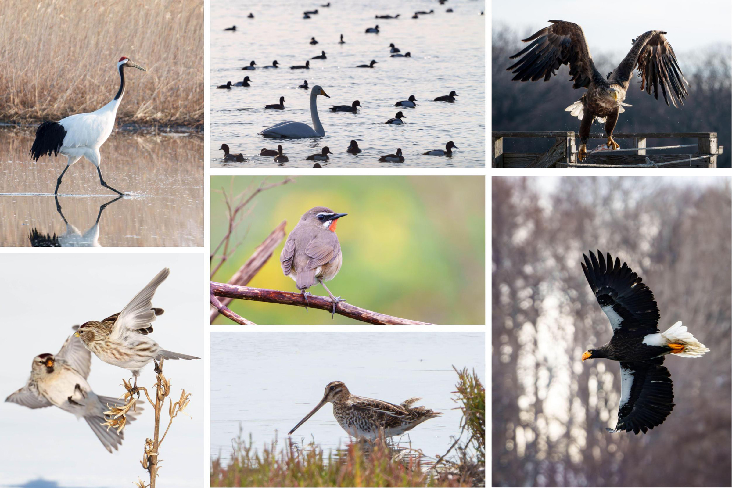 日本最大の汽水湖　サロマ湖バードウォッチング
